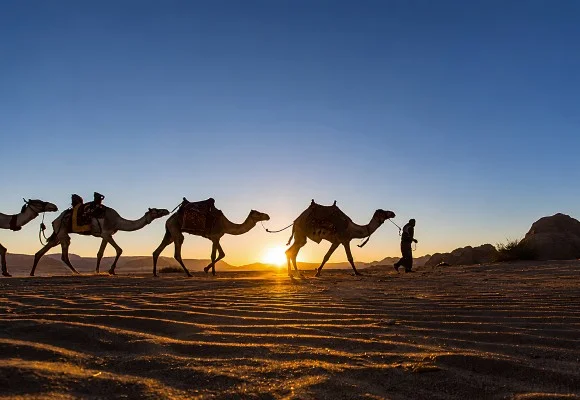 Camel Race Track